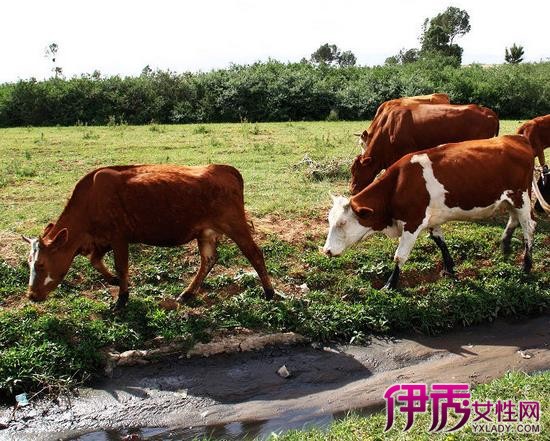 【牛的交配时间】【图】牛的交配时间是什么时