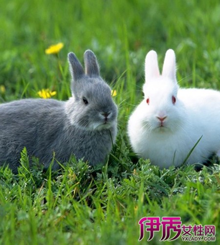 【图】谁知道母兔子需要绝育吗 兔子的宠物知