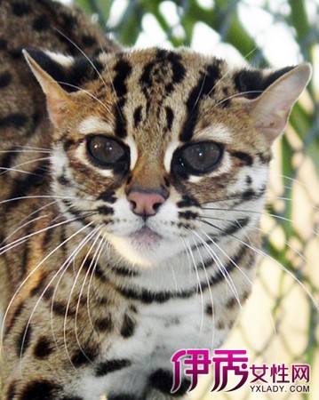 【图】豹猫的详细资料介绍 霸气又萌的喵星人