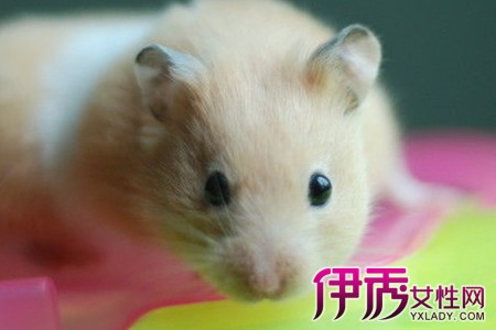 【金丝熊寿命】【图】金丝熊寿命很短 在它有