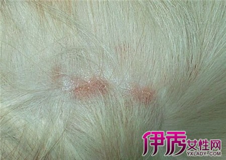 【图】狗狗长螨虫的症状有哪些? 3个症状需要引起重视