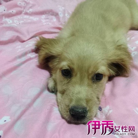 【图】狗狗发烧症状和治疗方法介绍 轻松解决