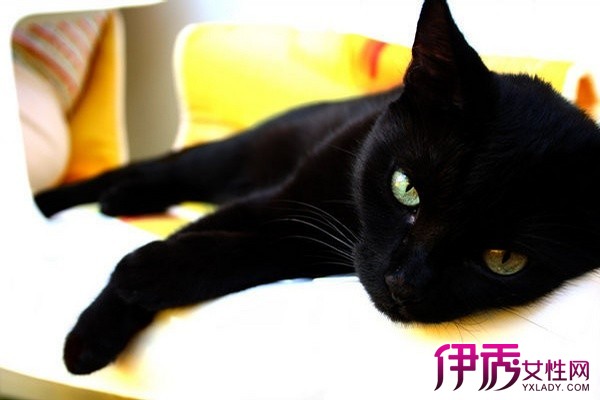 【为什么不能养黑猫】【图】为什么不能养黑猫