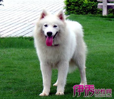 【图】狗狗发情期多久结束 专家称狗狗发情期