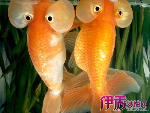 【图】金鱼眼图片大全 金鱼的四种眼型介绍
