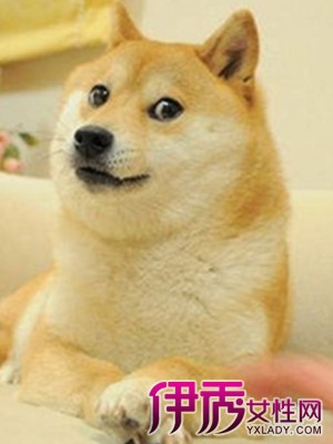 秋田犬猥琐表情包图片