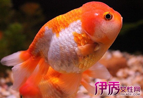 龍種魚:龍眼,墨龍晴,蝶尾,紫龍晴,藍龍晴,五花龍晴,紫