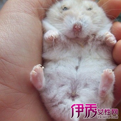 【图】仓鼠怀孕图片欣赏 介绍6个照顾怀孕母仓鼠的注意事项