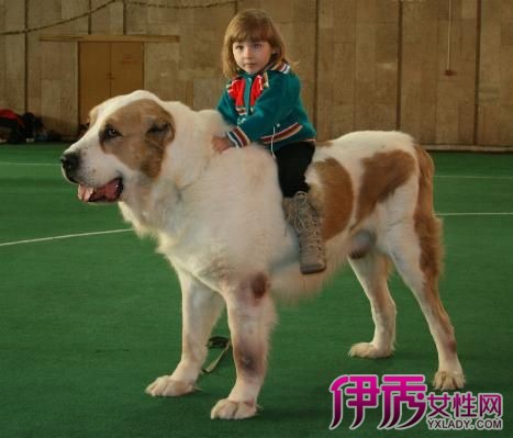 【图】中亚牧羊犬vs藏獒的比较 两个不同犬类的碰撞