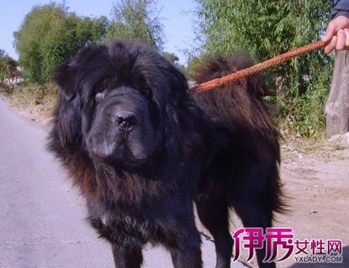 【图】藏獒和松狮杂交的狗 教你如何区分藏獒杂种犬