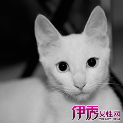 【图】猫一直发出咕噜咕噜的声音是怎么回事