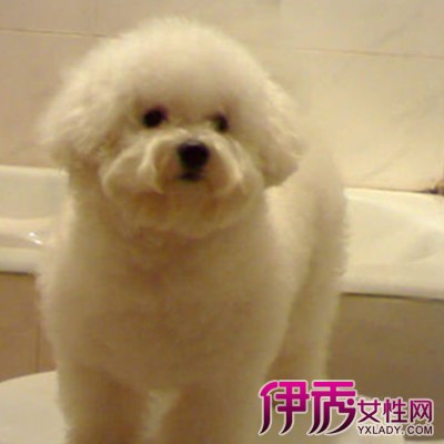 【细小潜伏期】【图】细小潜伏期有多久 其临