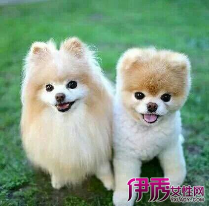 【图】分享俊介犬不修毛的样子 俊介走红的原因揭秘