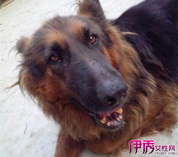 【图】藏獒和德牧杂交的狗 杂交后代犹如藏獒般凶猛