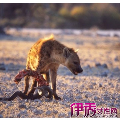 【图】揭秘鬣狗vs藏獒 两大猛兽的较量