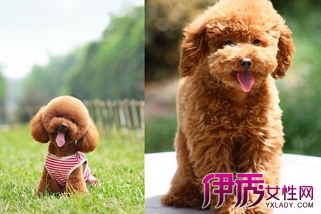 【泰迪幼犬】【图】泰迪幼犬酷似毛绒玩具 教