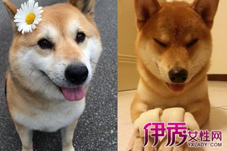 柴犬厌食问题引关注：宠物主人应如何应对