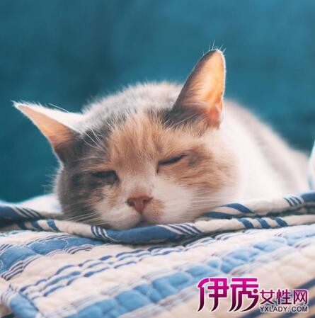 【猫咪尿结石治疗方法】【图】猫咪尿结石治疗