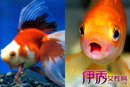 【金鱼吃什么】【图】在家饲养的金鱼吃什么 