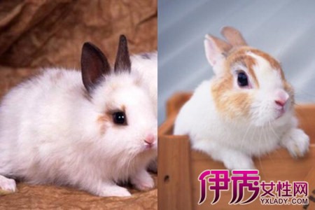【宠物兔好养吗】【图】可爱的宠物兔好养吗 