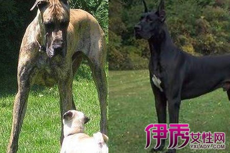 大丹犬性格 图 揭秘大丹犬性格中的两面性勇敢大气又需要保护 伊秀宠物 Yxlady Com