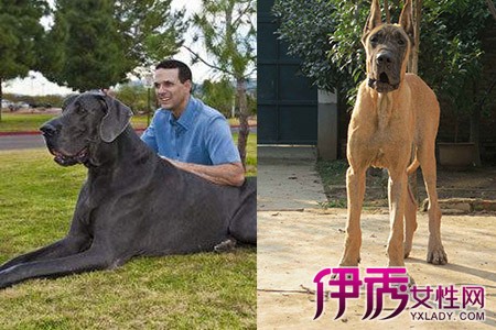 大丹犬性格 图 揭秘大丹犬性格中的两面性勇敢大气又需要保护 伊秀宠物 Yxlady Com