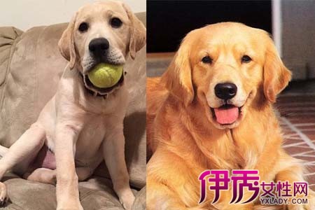 图 一分钟辨别拉布拉多和金毛犬的区别 你get到了吗