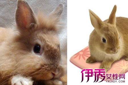 【宠物兔怎么养】【图】宠物兔怎么养长得更快