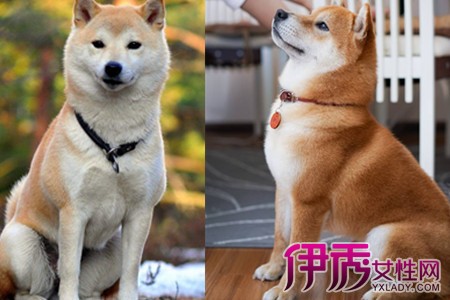 【图】秋田犬和柴犬的区别是什么 给你一一道来其中的不同