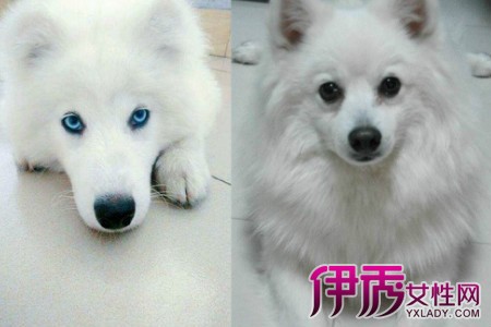 【银狐犬和萨摩的区别】【图】银狐犬和萨摩的