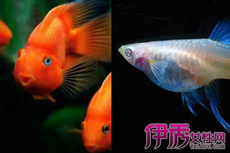 【热带鱼品种】【图】常见热带鱼品种科普文 