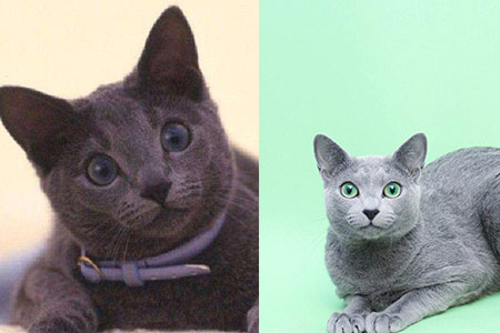 【俄罗斯蓝猫】【图】俄罗斯蓝猫颜色特别 饲