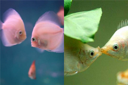 【热带鱼】【图】热带鱼种类大全 解析小丑鱼