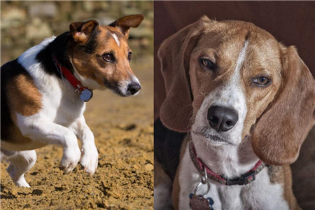 【圖】飼養比格犬需要什麼 幼犬的照顧守則