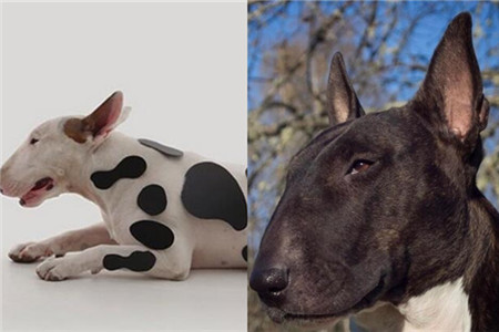【牛头梗】【图】牛头梗和比特哪个好养 猎犬