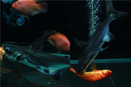 【热带鱼】【图】热带鱼品种有哪些 如何挑选