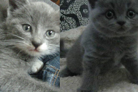 【俄罗斯蓝猫】【图】俄罗斯蓝猫的眼睛颜色碧