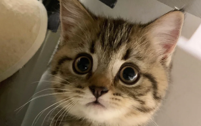 花猫 中华狸花猫– търсене / X