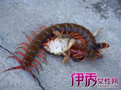 【图】野生蜈蚣泡酒能喝吗 蜈蚣酒4大神奇功效大盘点