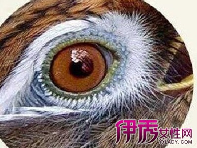 绿豆青画眉鸟眼水图片图片