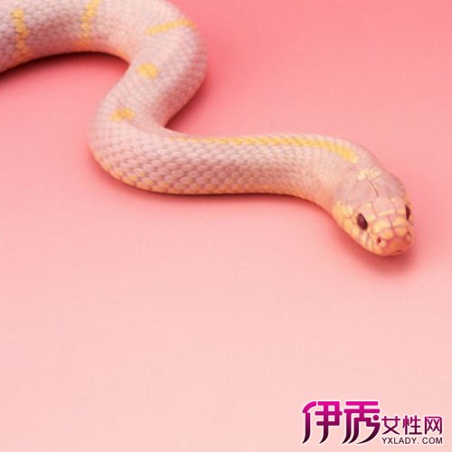 孕妇做梦梦到杀蛇|life.yxlady.com