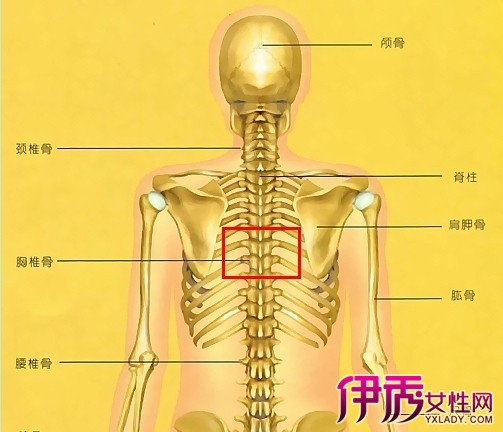 胸12椎体的位置图图片
