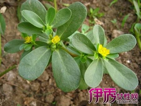 马玲菜功效作用图片图片