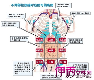 【圖】肚子左邊是什麼 器官