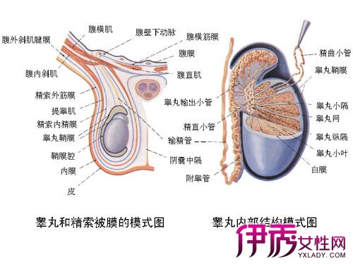 输精管图片位置图图片