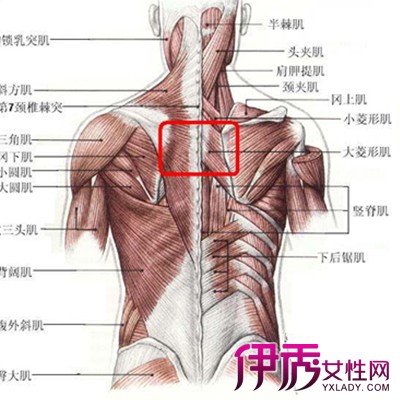 背部 疼痛 位置 图图片