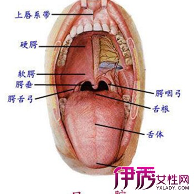 舌头有哪些作用