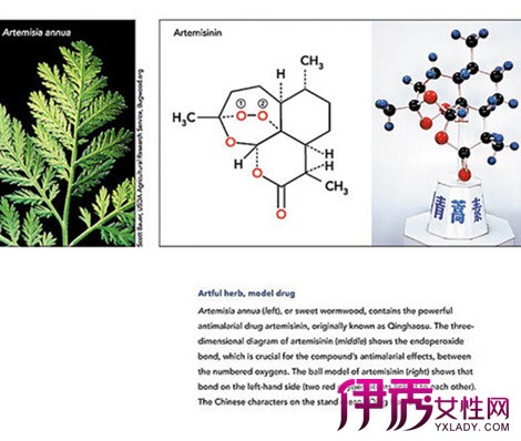 青蒿素的作用方式主要是干扰表膜-线粒体的功能