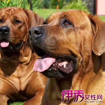 犬瘟热病毒存活时间|life.yxlady.com