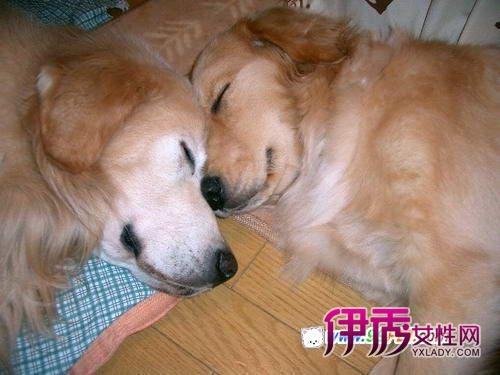 狗年2012年运程_狗年是哪年_狗年龄_狗年|life